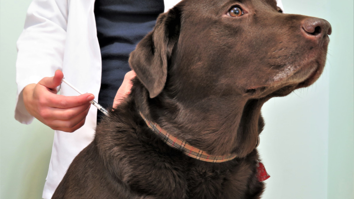 Prednisolone chien prix