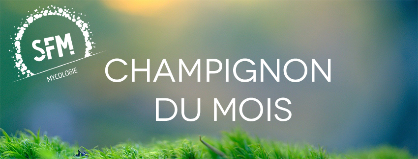 Diflucan 200 prix